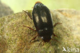 Agabus guttatus