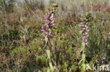 Bartsia (Odontites vernus ssp. vernus)