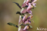 Bartsia (Odontites vernus ssp. vernus)