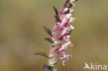 Bartsia (Odontites vernus ssp. vernus)