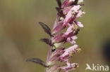 Bartsia (Odontites vernus ssp. vernus)