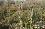 Bartsia (Odontites vernus ssp. vernus)