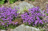 Alpenbalsem (Erinus alpinus)