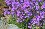 Alpenbalsem (Erinus alpinus)