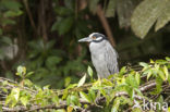 Yellow-crowned Night-Heron (Nyctanassa violacea)