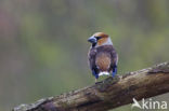 Appelvink (Coccothraustes coccothraustes)