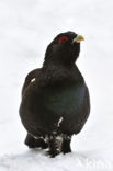 Eurasian Capercaillie (Tetrao urogallus)