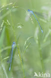 Azure Damselfly (Coenagrion puella)