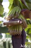 Banaan (Musa spec)