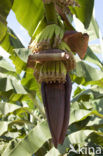 Banana (Musa spec)