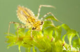 band-winged dragonfly (Sympetrum pedemontanum)