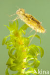 band-winged dragonfly (Sympetrum pedemontanum)