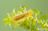 band-winged dragonfly (Sympetrum pedemontanum)