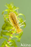 band-winged dragonfly (Sympetrum pedemontanum)