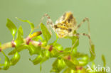 band-winged dragonfly (Sympetrum pedemontanum)