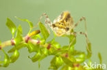 Bandheidelibel (Sympetrum pedemontanum) 