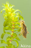 Bandheidelibel (Sympetrum pedemontanum) 