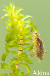 band-winged dragonfly (Sympetrum pedemontanum)