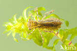 Bandheidelibel (Sympetrum pedemontanum) 