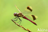 Bandheidelibel (Sympetrum pedemontanum) 