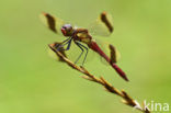 Bandheidelibel (Sympetrum pedemontanum) 