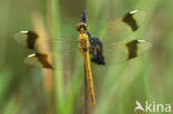 Bandheidelibel (Sympetrum pedemontanum) 