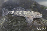 Rhine sculpin (Cottus rhenanus)