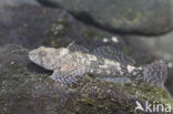 Rhine sculpin (Cottus rhenanus)