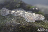 Rhine sculpin (Cottus rhenanus)