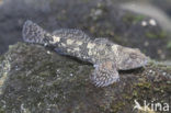 Beekdonderpad (Cottus rhenanus)