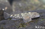 Beekdonderpad (Cottus rhenanus)