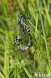 Beekrombout (Gomphus vulgatissimus) 