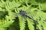 Beekrombout (Gomphus vulgatissimus) 