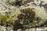 Bekermos (Cladonia)