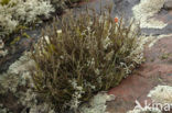 Bekermos (Cladonia)