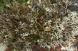 pixie cup (Cladonia)