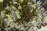 Bekermos (Cladonia)