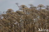 Giant Hogweed (Heracleum mantegazzianum)