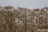 Giant Hogweed (Heracleum mantegazzianum)