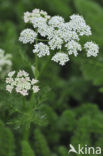 Bergvenkel (Meum athamanticum)