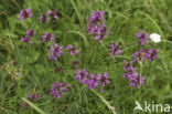 Betonie (Stachys officinalis) 