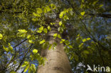 Beuk (Fagus sylvatica)