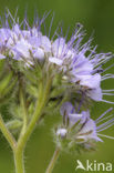 Lacy Phacelia (Phacelia tanacetifolia)