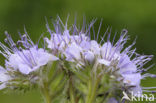 Bijenvoer (Phacelia tanacetifolia)