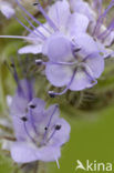 Lacy Phacelia (Phacelia tanacetifolia)