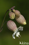 Bladder Campion (Silene vulgaris)