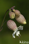 Blaassilene (Silene vulgaris)