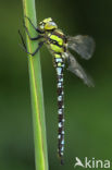 Blauwe glazenmaker (Aeshna cyanea)