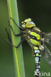 Blauwe glazenmaker (Aeshna cyanea)