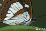 Southern White Admiral (Limenitis reducta)